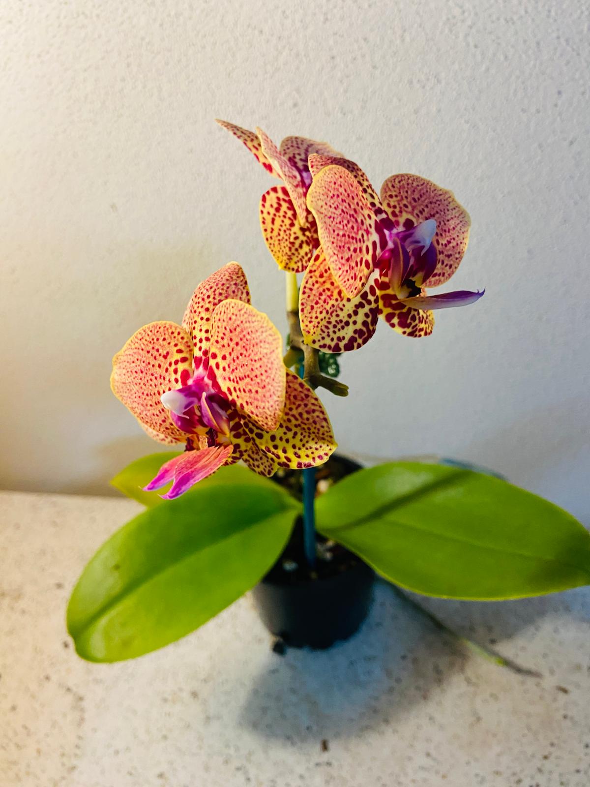 Orchids #21