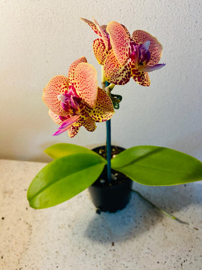 Orchids #21