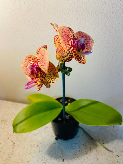 Orchids #21