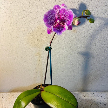 Phal. Allura Jambalaya #22