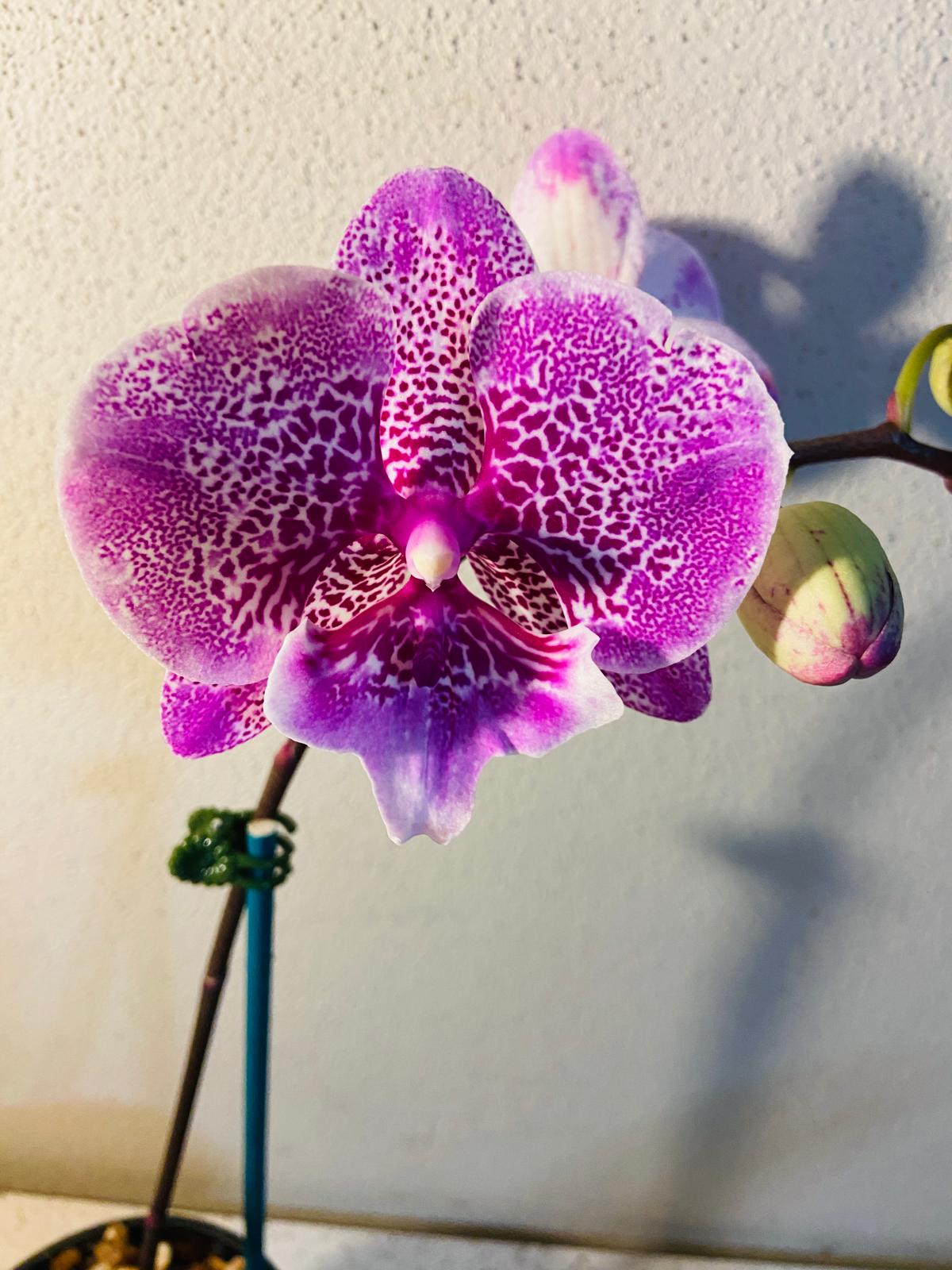 Phal. Allura Jambalaya #22