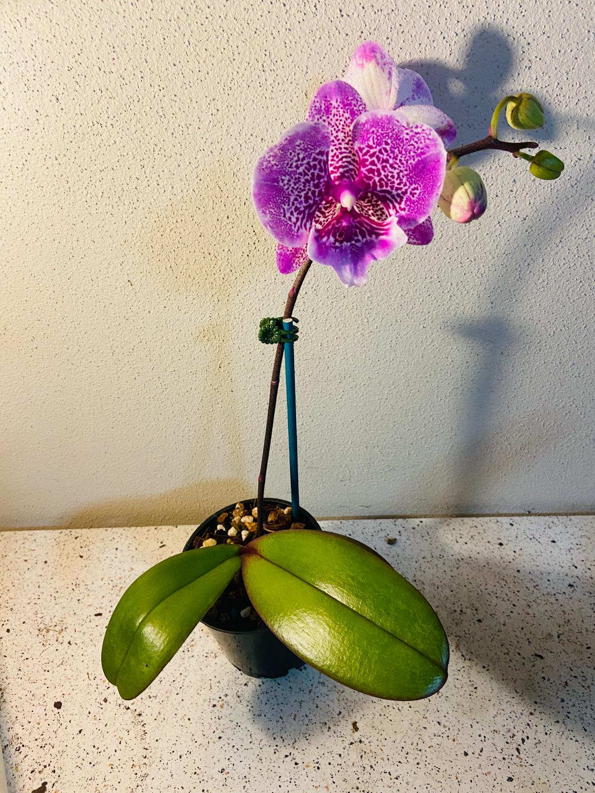 Phal. Allura Jambalaya #22