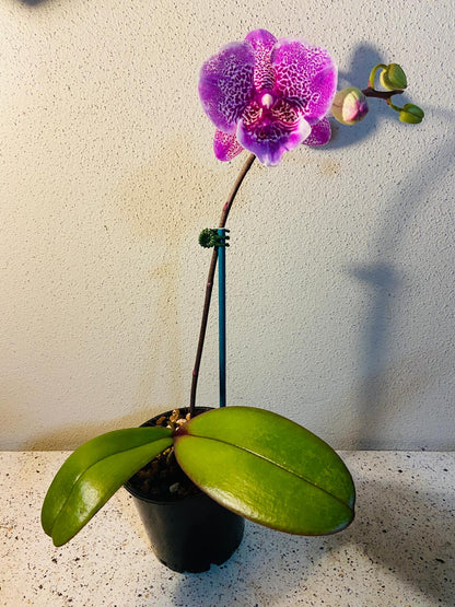 Phal. Allura Jambalaya #22