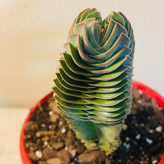 Crassula Buddha's Temple