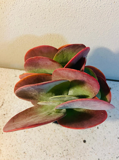 Kalanchoe Thrisiflora Bronze Sculpture