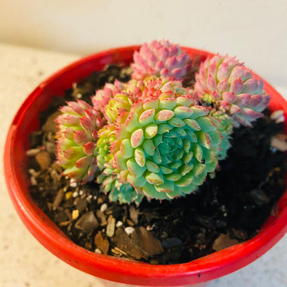 Echeveria Globulosa