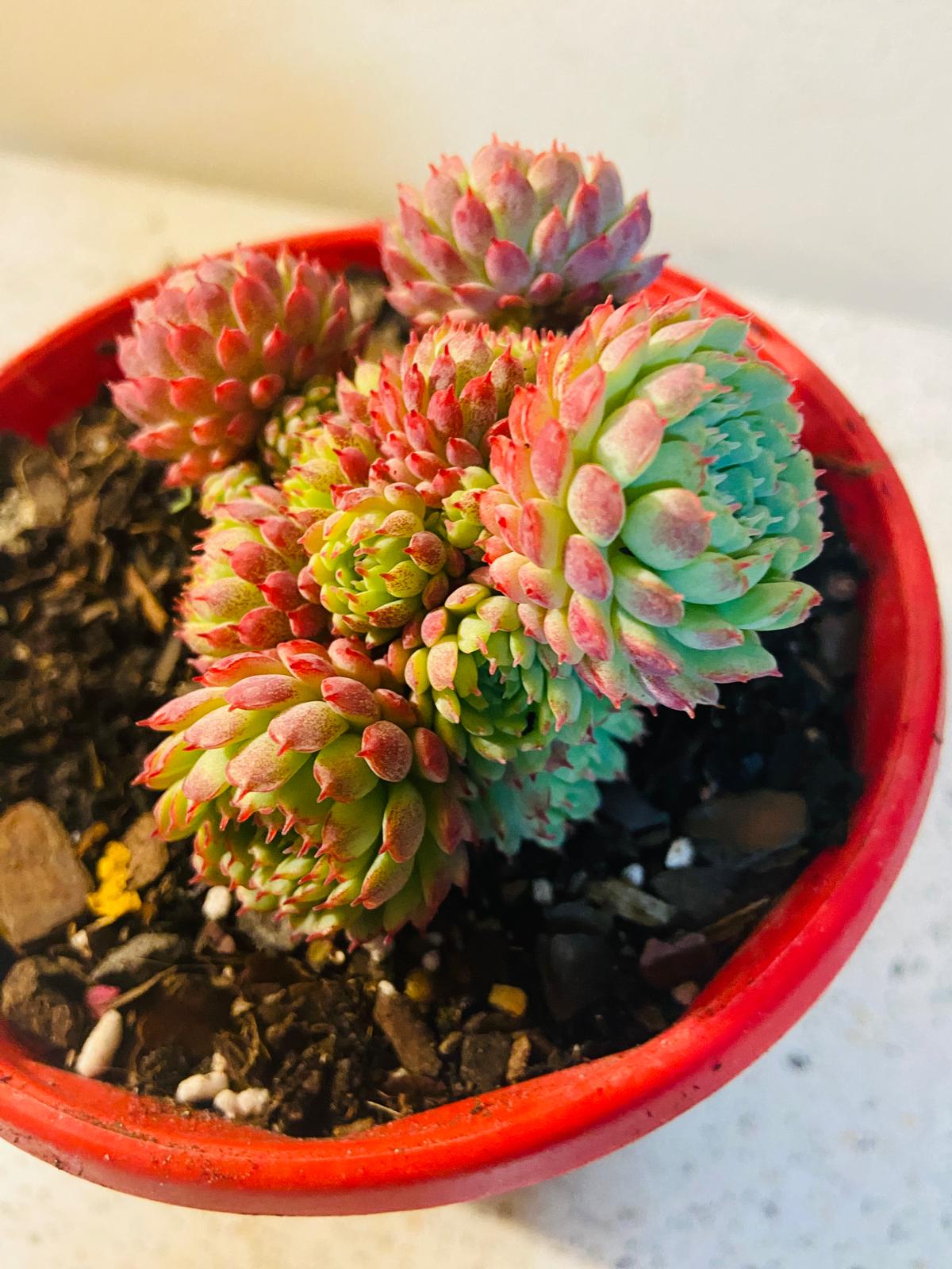 Echeveria Globulosa