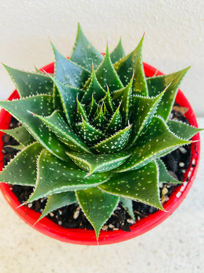 Aloe Ami