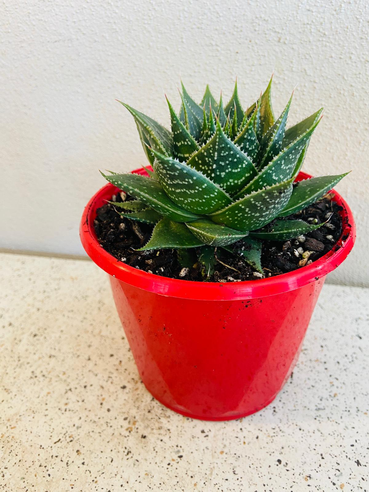 Aloe Ami