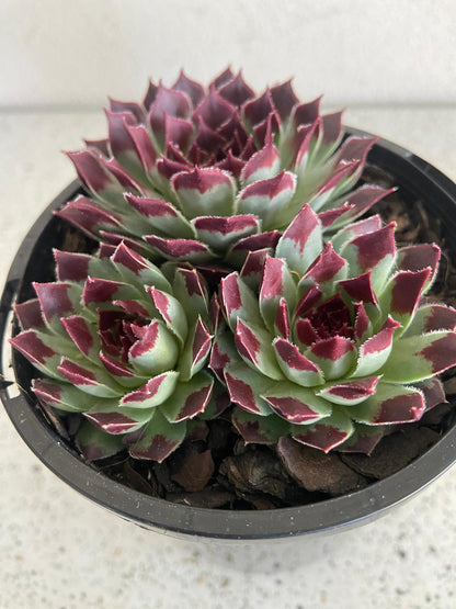 Sempervivum Calcareum 'Sir William Lawrence'