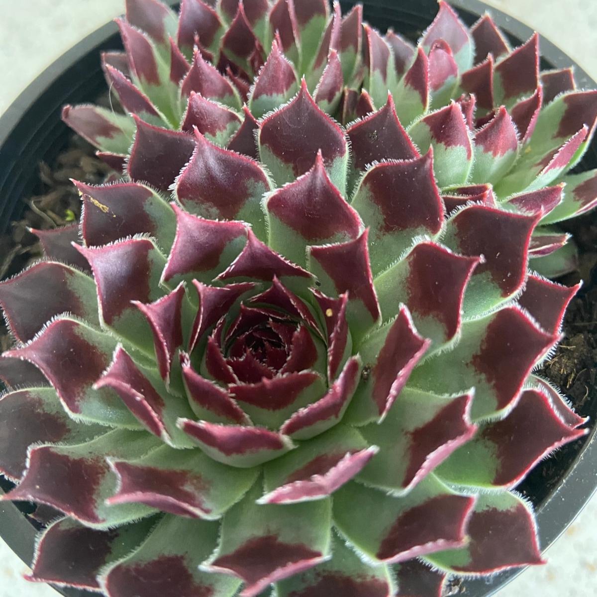 Sempervivum Calcareum 'Sir William Lawrence'