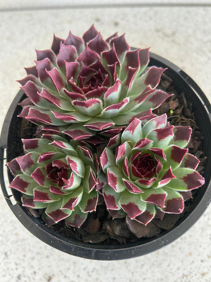 Sempervivum Calcareum 'Sir William Lawrence'