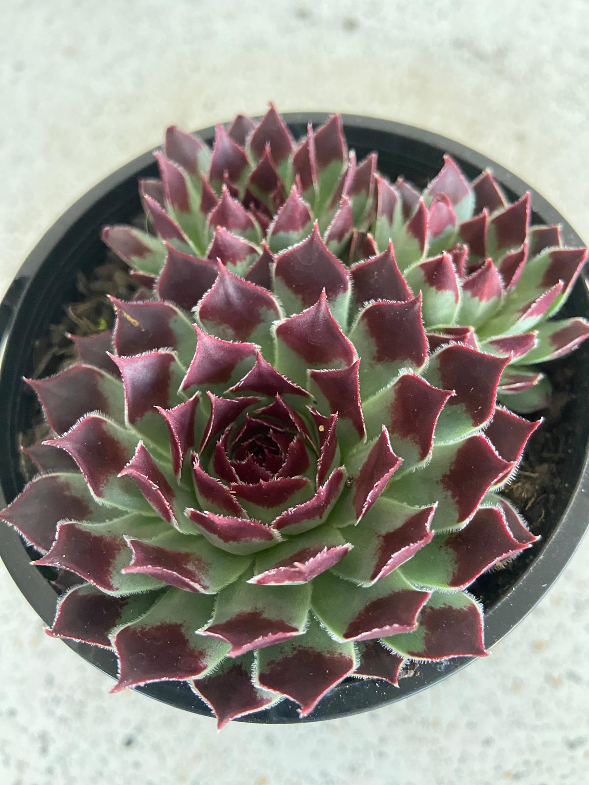 Sempervivum Calcareum 'Sir William Lawrence'