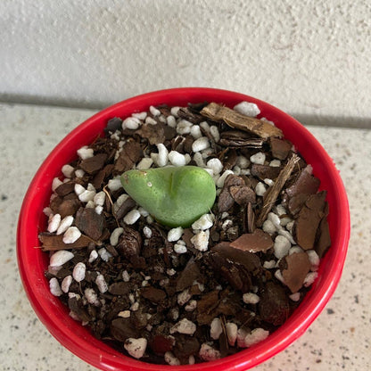 Conophytum Bllobum