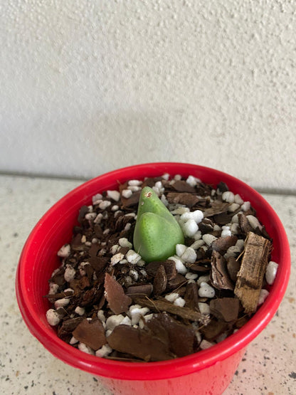 Conophytum Bllobum