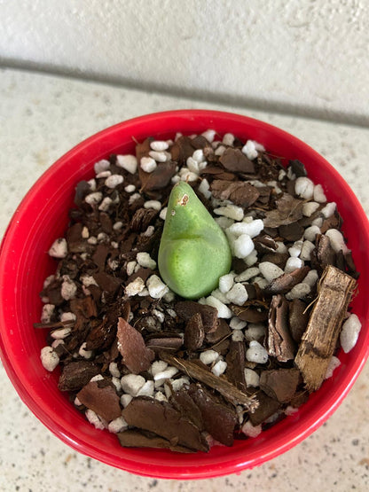 Conophytum Bllobum