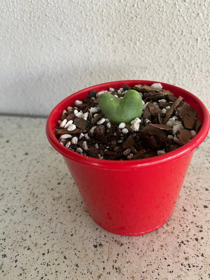 Conophytum Bllobum