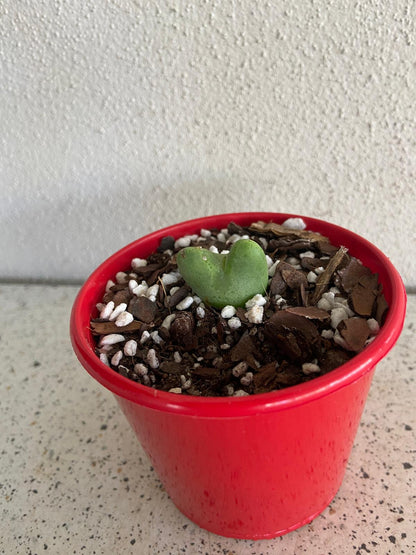 Conophytum Bllobum