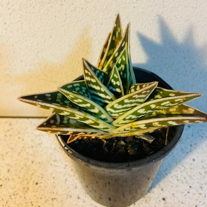 Aloe Variegata 'Gator'