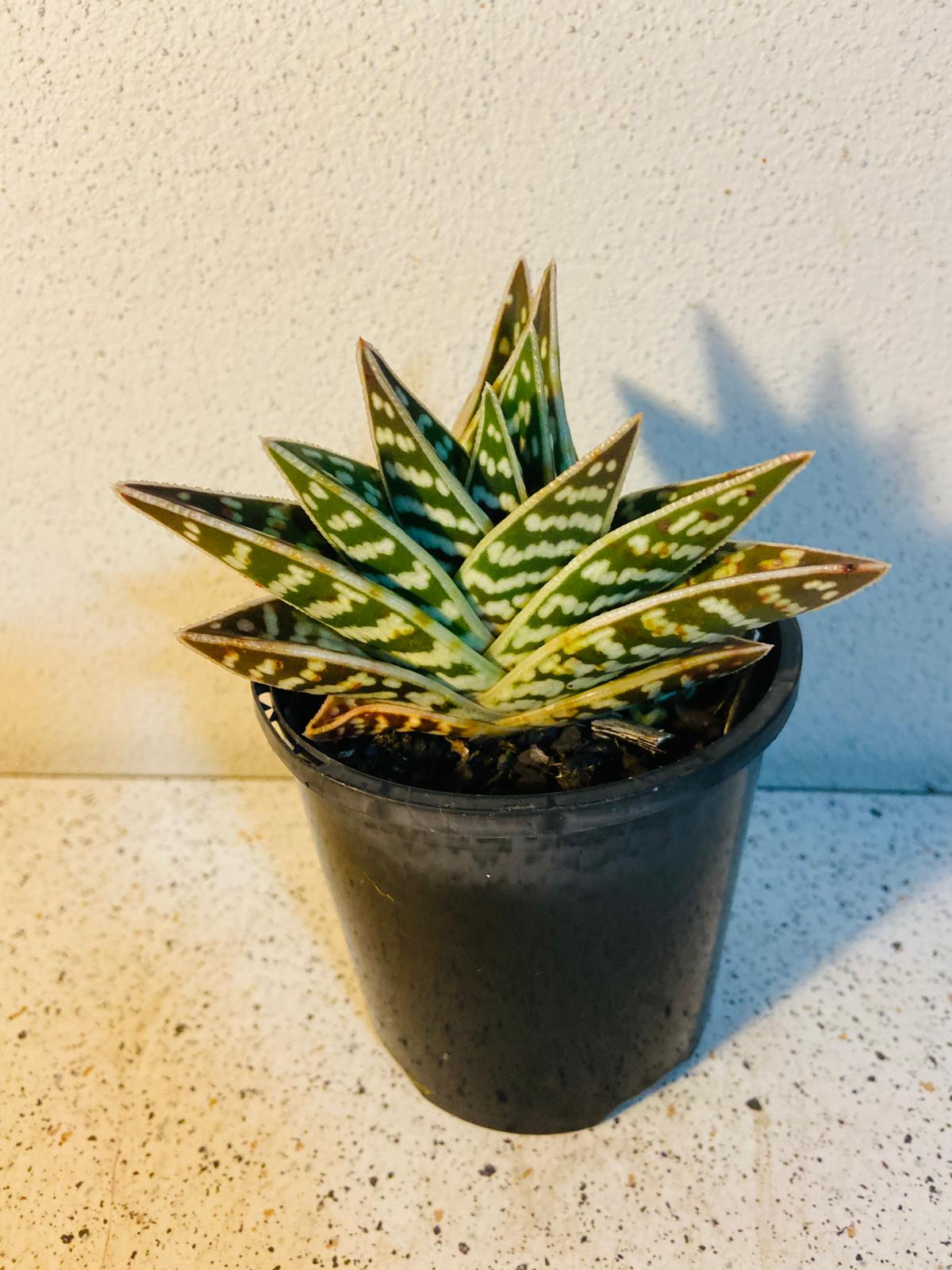 Aloe Variegata 'Gator'