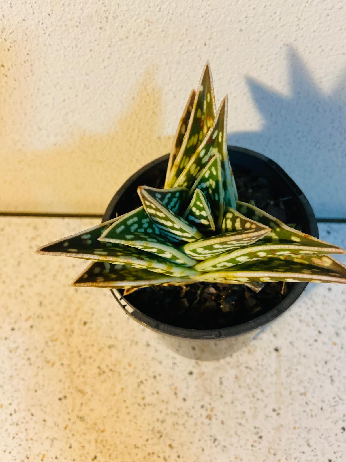 Aloe Variegata 'Gator'