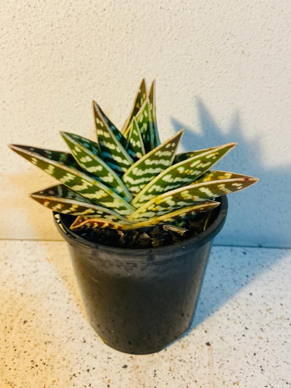 Aloe Variegata 'Gator'