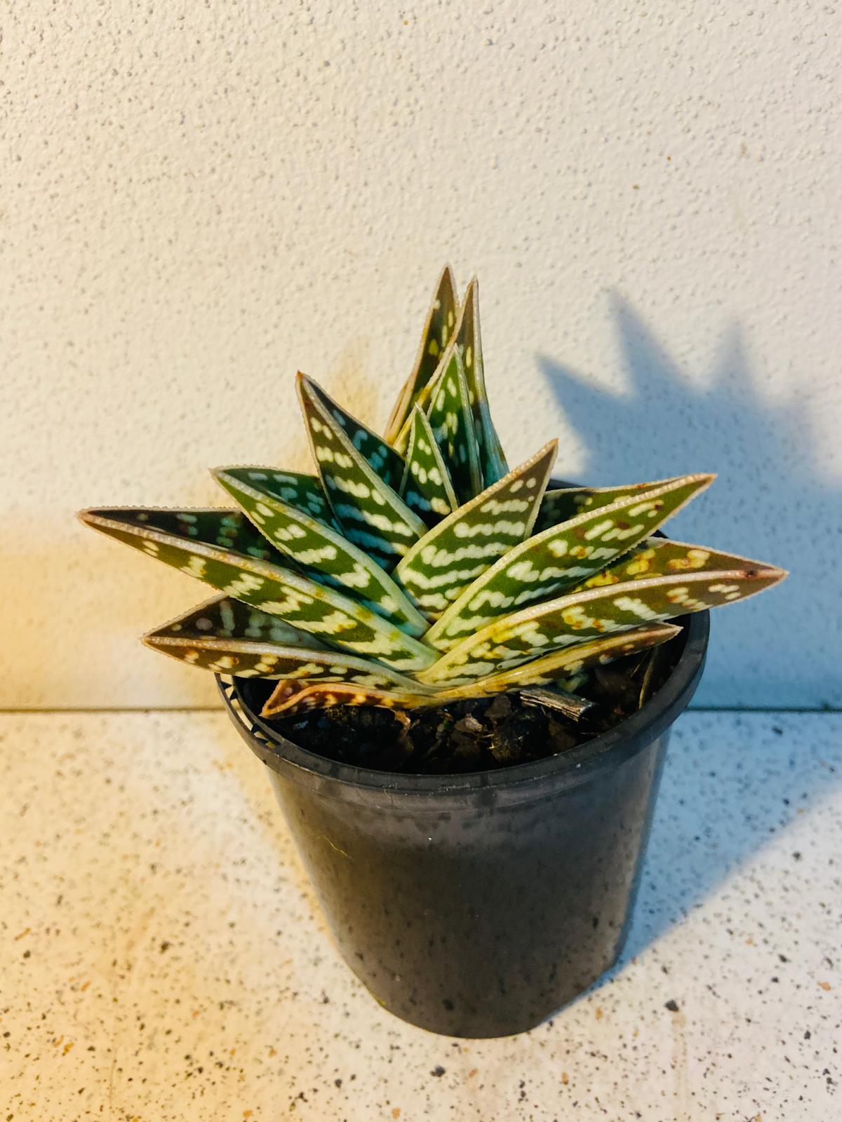 Aloe Variegata 'Gator'