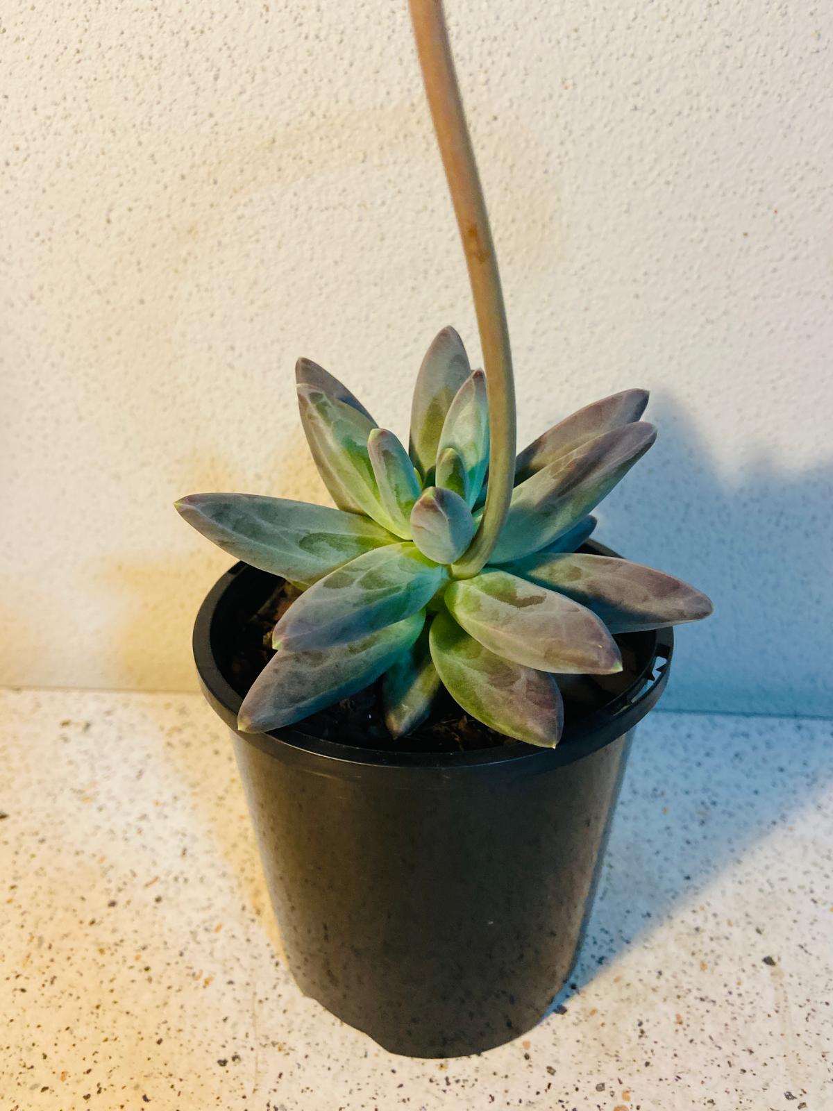 Pachyphytum Longifolium