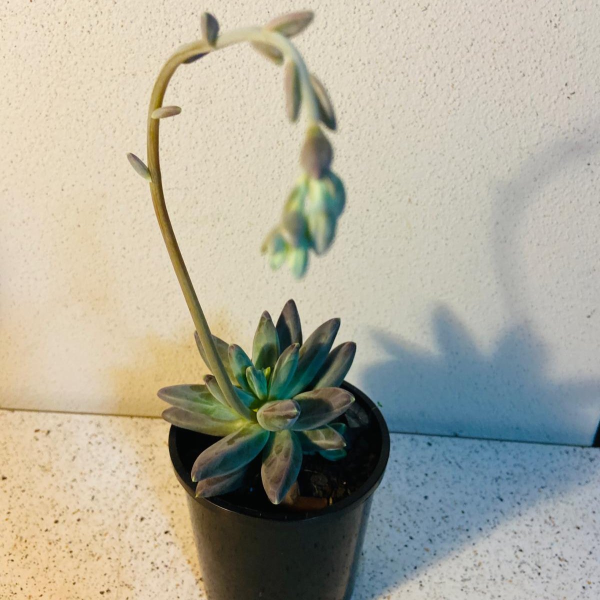 Pachyphytum Longifolium