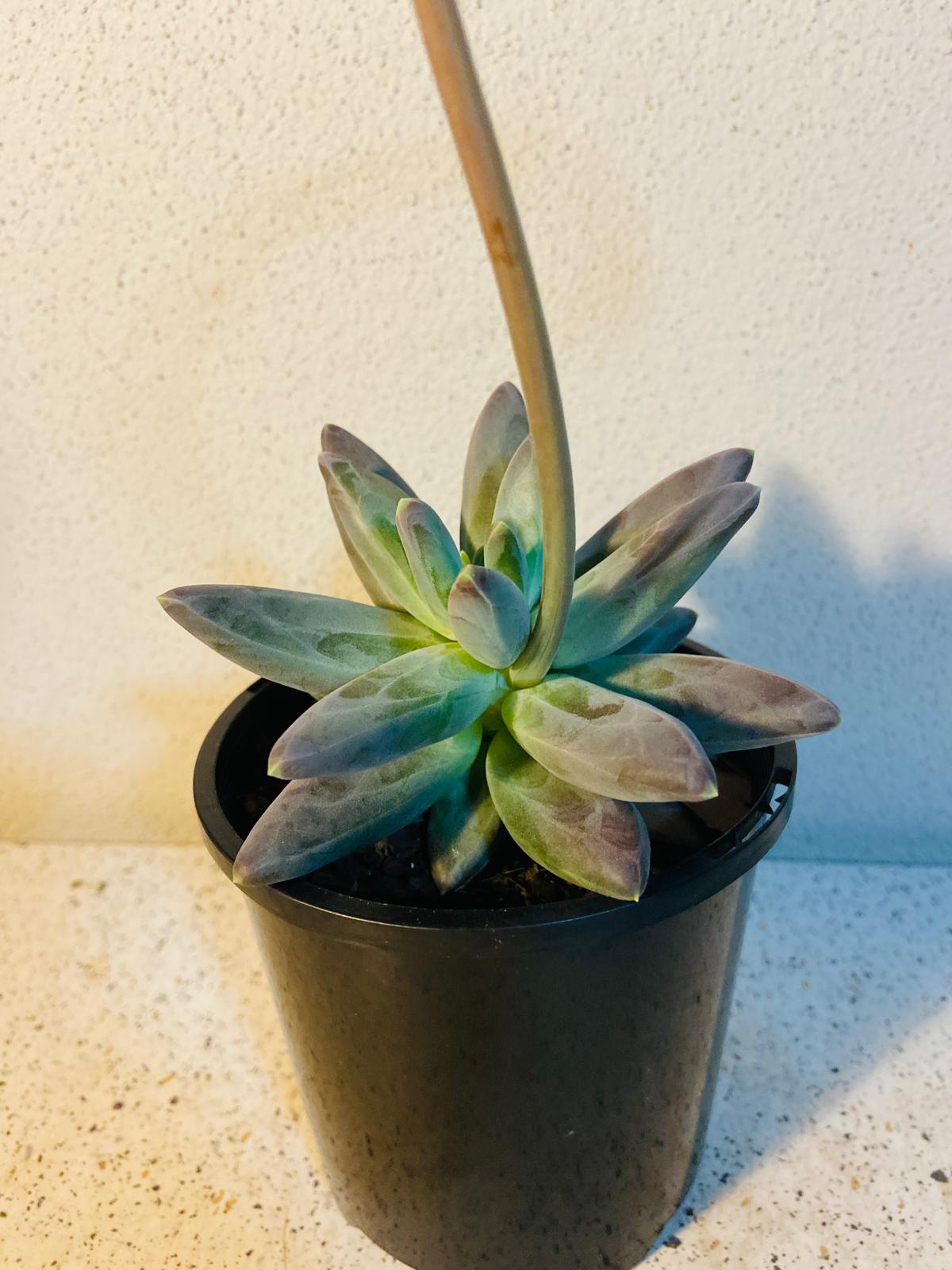 Pachyphytum Longifolium