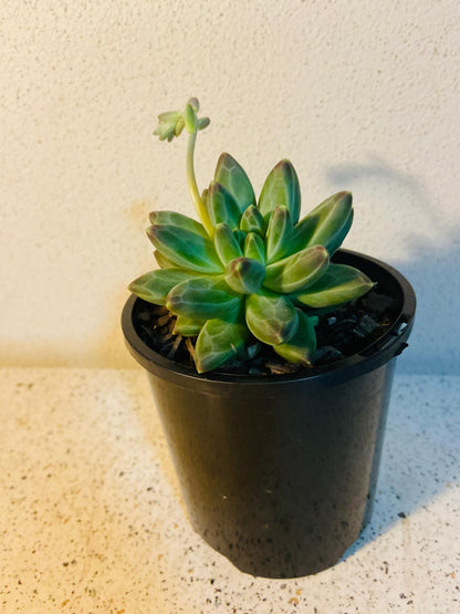 Pachyphytum 'Chiseled Stones'