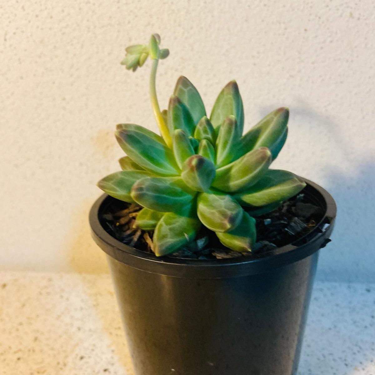 Pachyphytum 'Chiseled Stones'