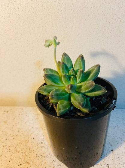 Pachyphytum 'Chiseled Stones'