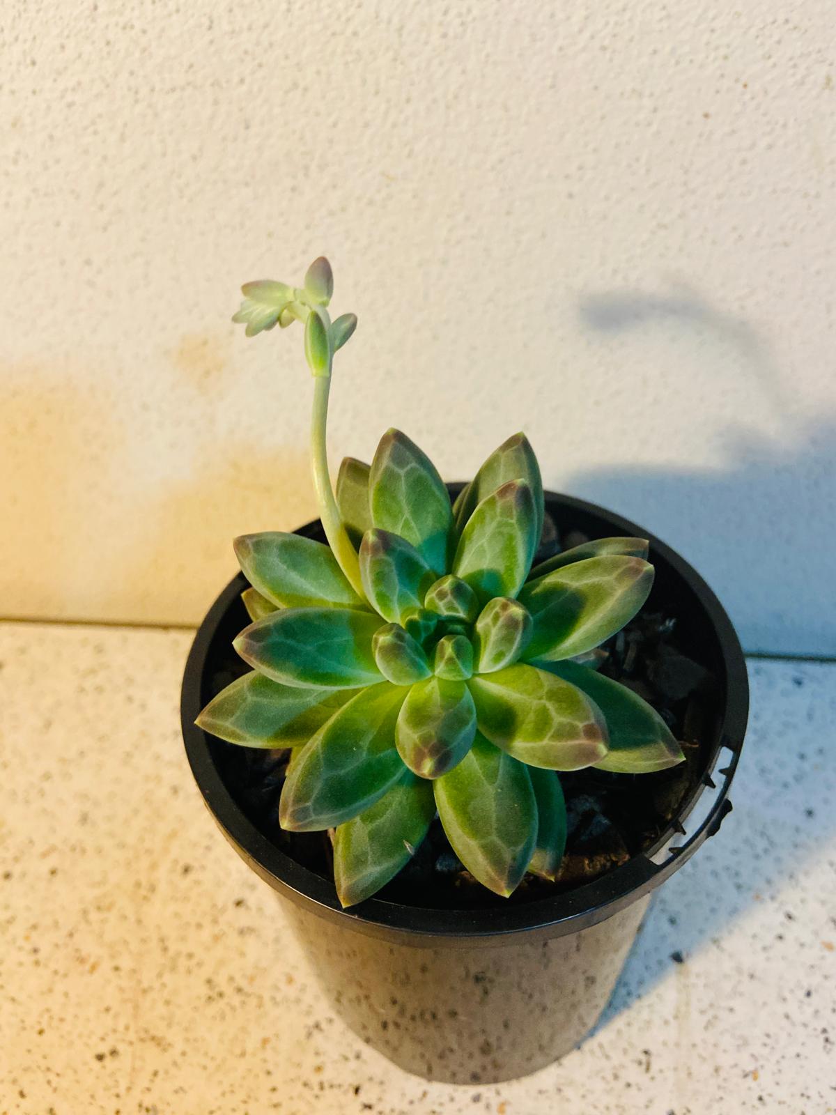 Pachyphytum 'Chiseled Stones'