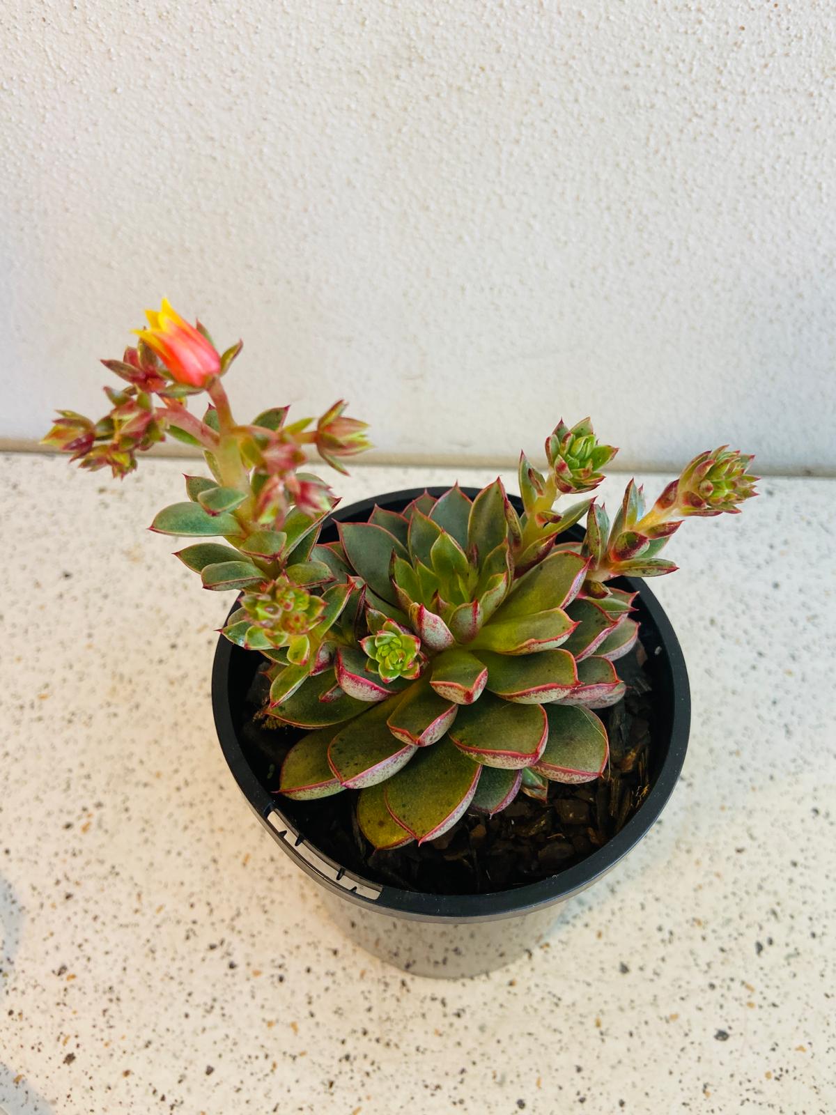 eye succulent Echeveria 'Cat's Eye' 130mm – Succulents World