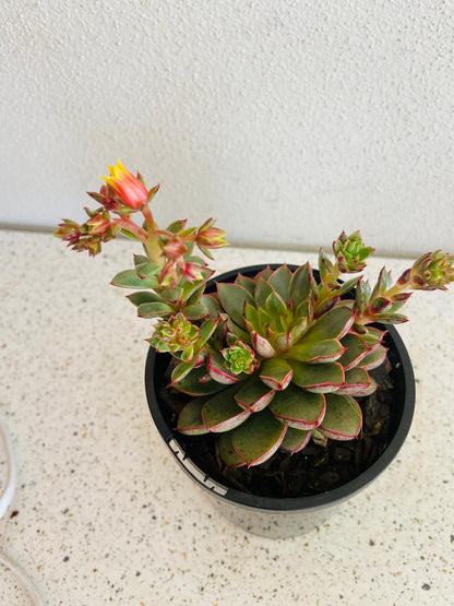 Echeveria 'Cat's Eye'