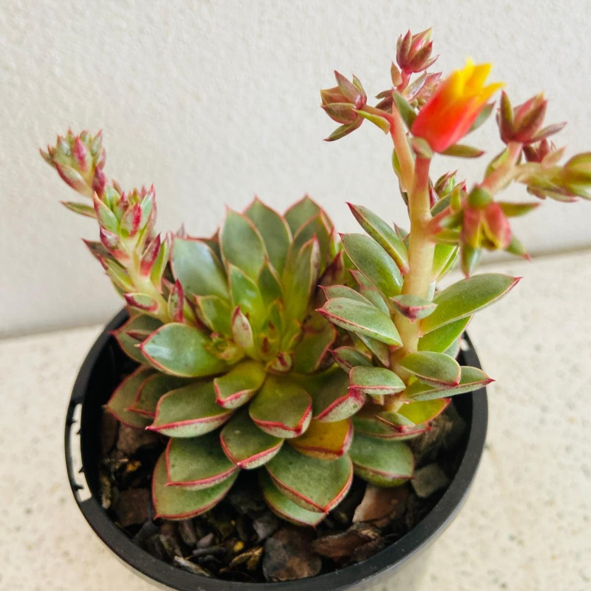 Echeveria 'Cat's Eye'