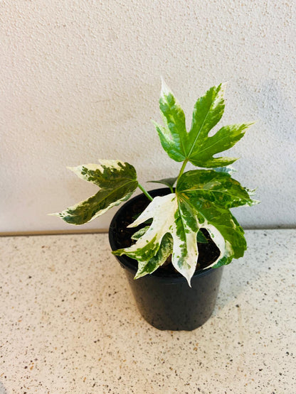 Fatsia Japonica