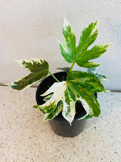 Fatsia Japonica