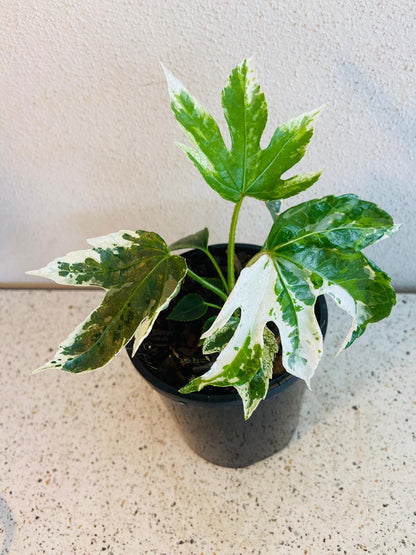 Fatsia Japonica