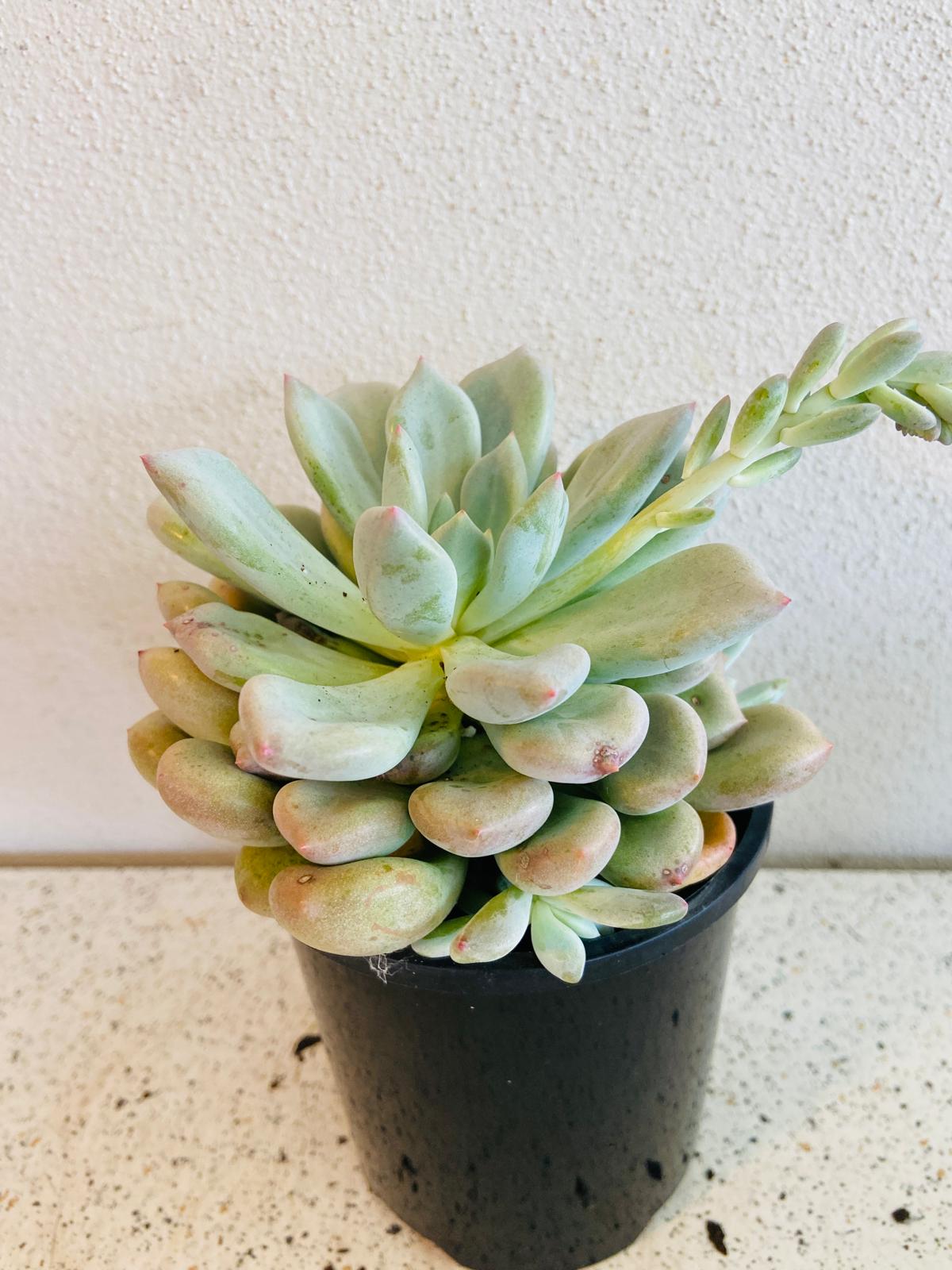 Graptoveria 'Orange Sherbet'