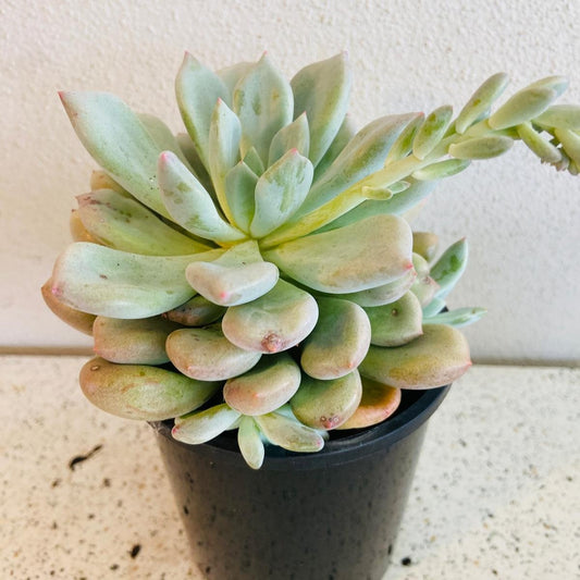 Graptoveria 'Orange Sherbet'