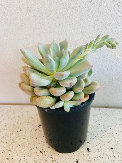 Graptoveria 'Orange Sherbet'