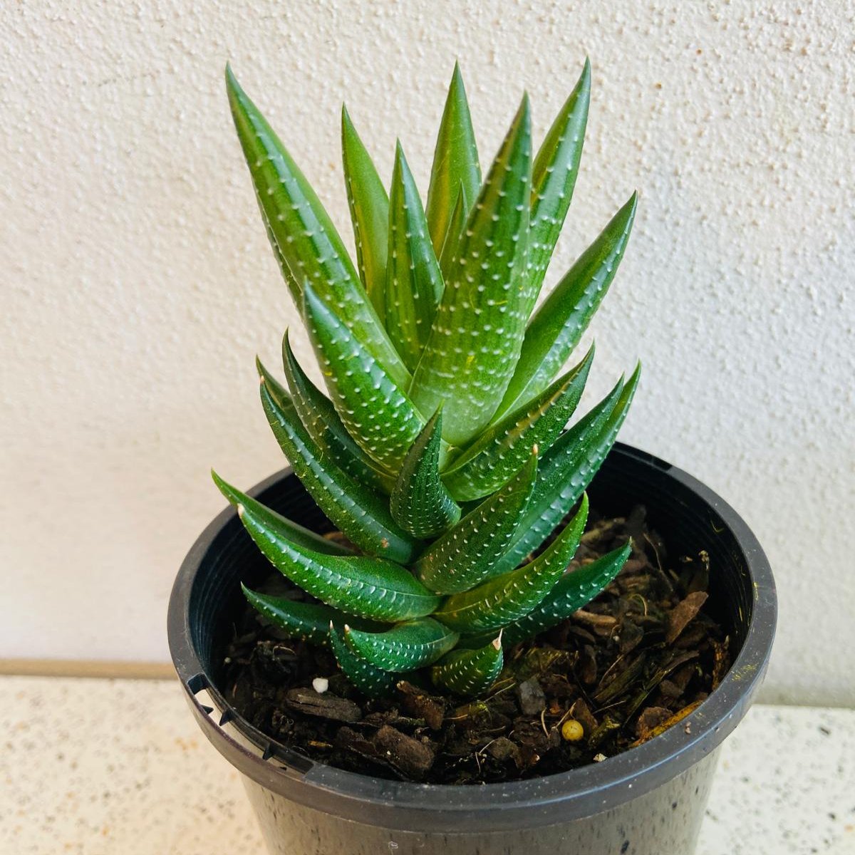 Haworthia Coarctata Var Tenuis