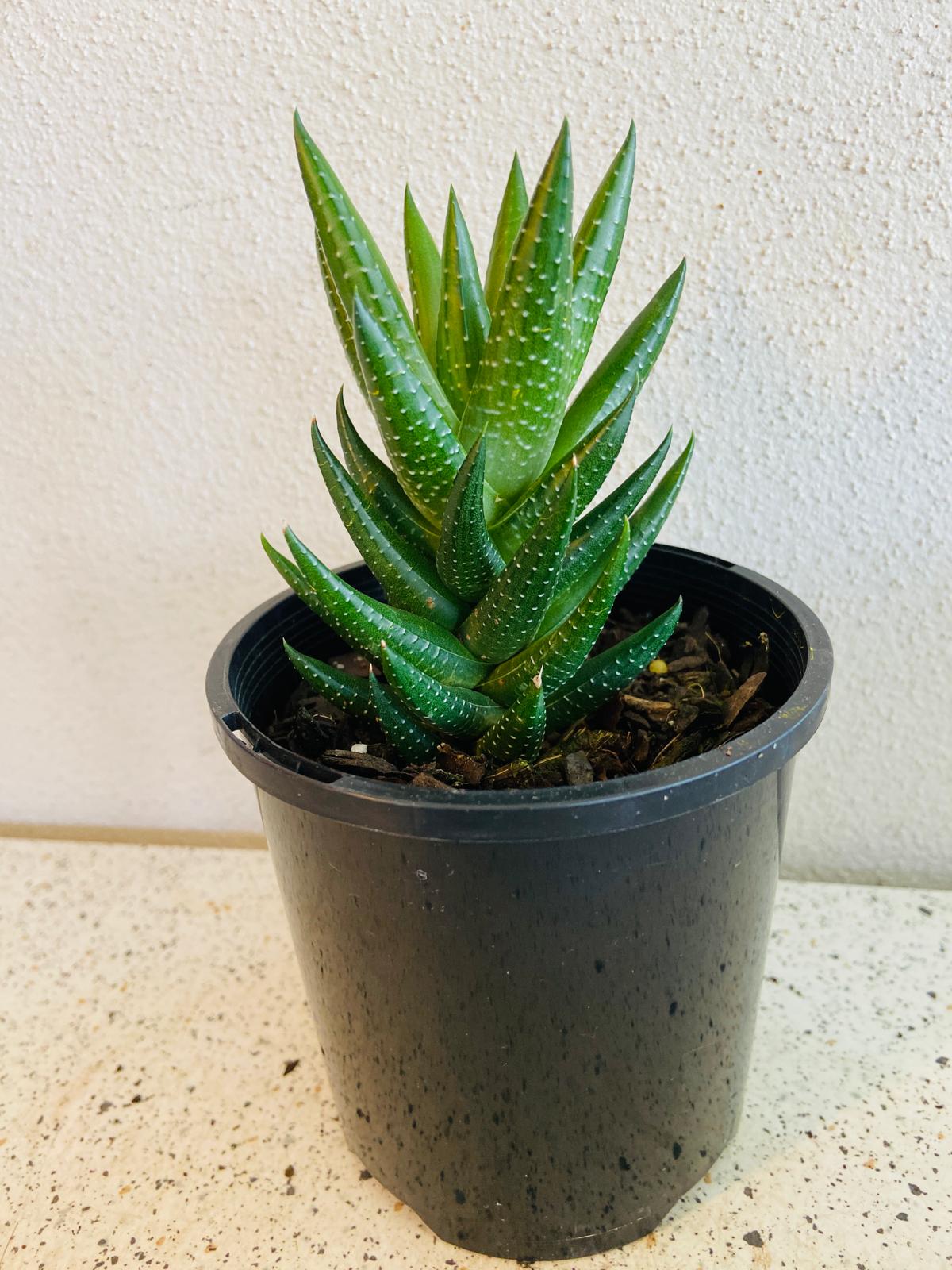 Haworthia Coarctata Var Tenuis