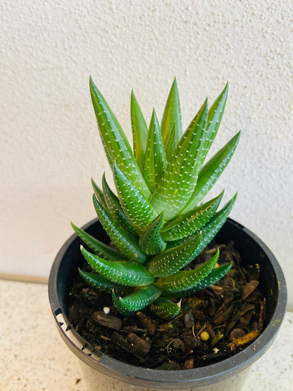 Haworthia Coarctata Var Tenuis