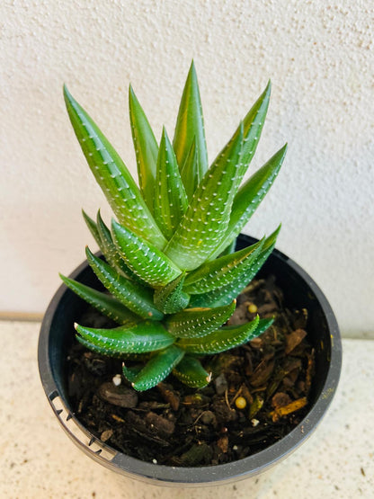 Haworthia Coarctata Var Tenuis