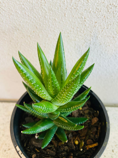 Haworthia Coarctata Var Tenuis