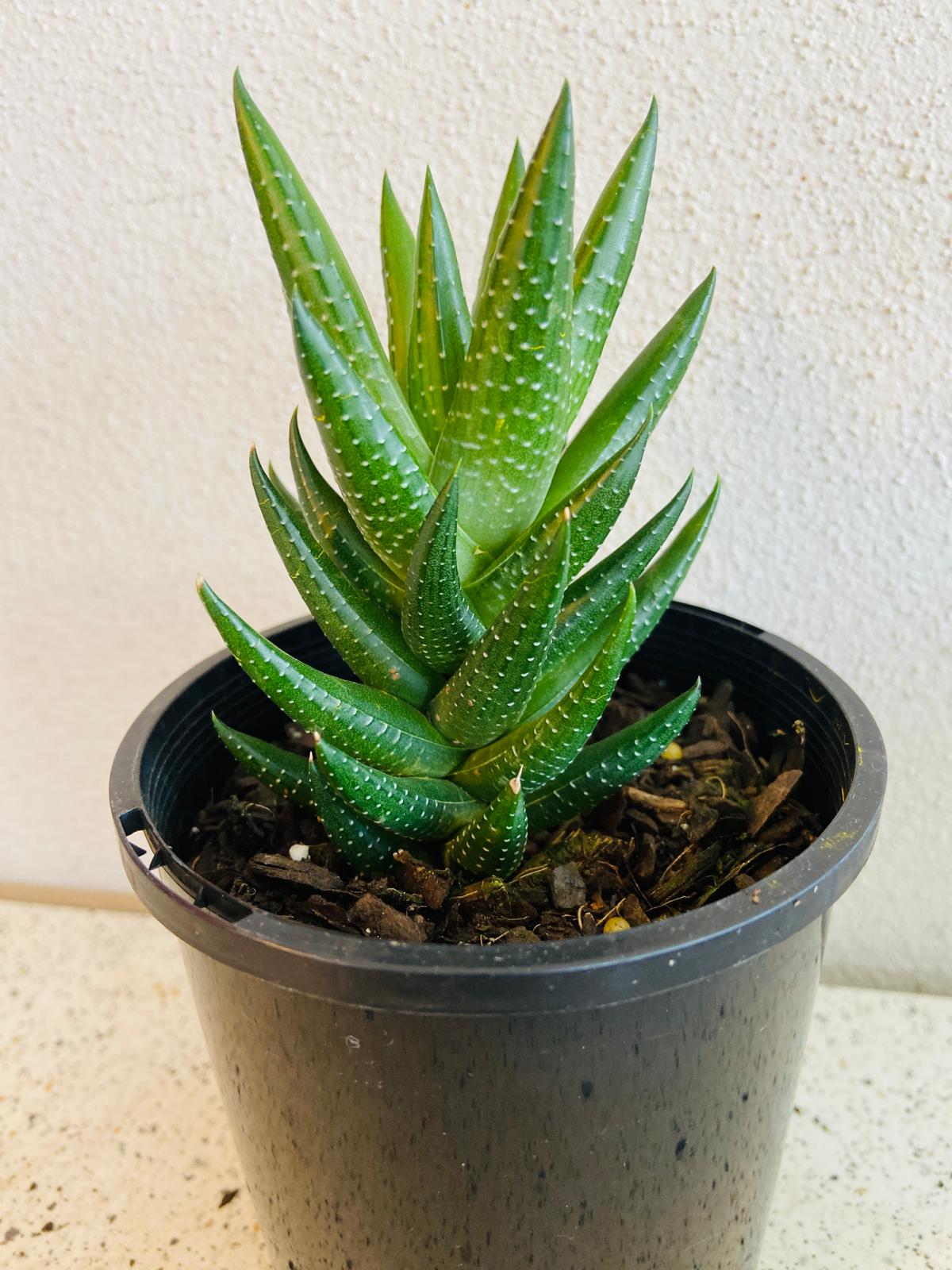 Haworthia Coarctata Var Tenuis