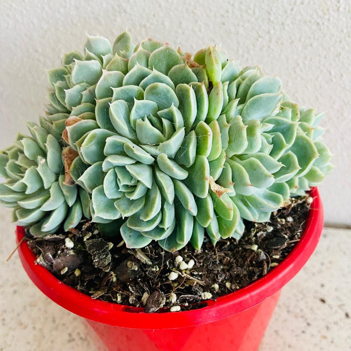echeveria world of succulents Echeveria Potosina Crested – Succulents World
